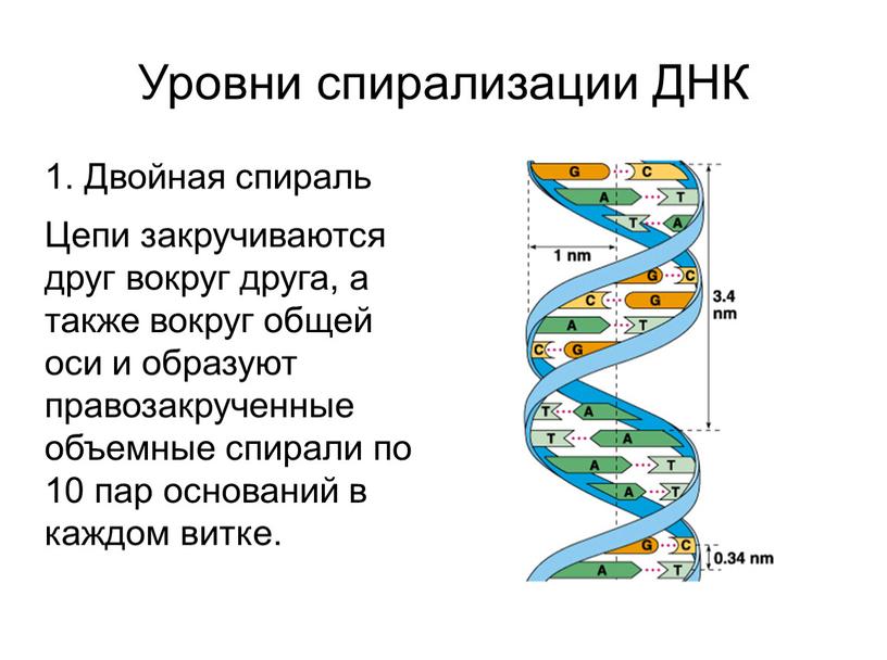 Уровни спирализации ДНК 1. Двойная спираль