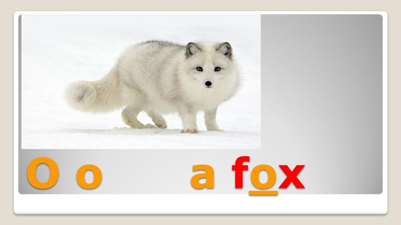 O o a fox