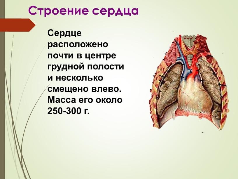 Строение сердца Сердце расположено почти в центре грудной полости и несколько смещено влево