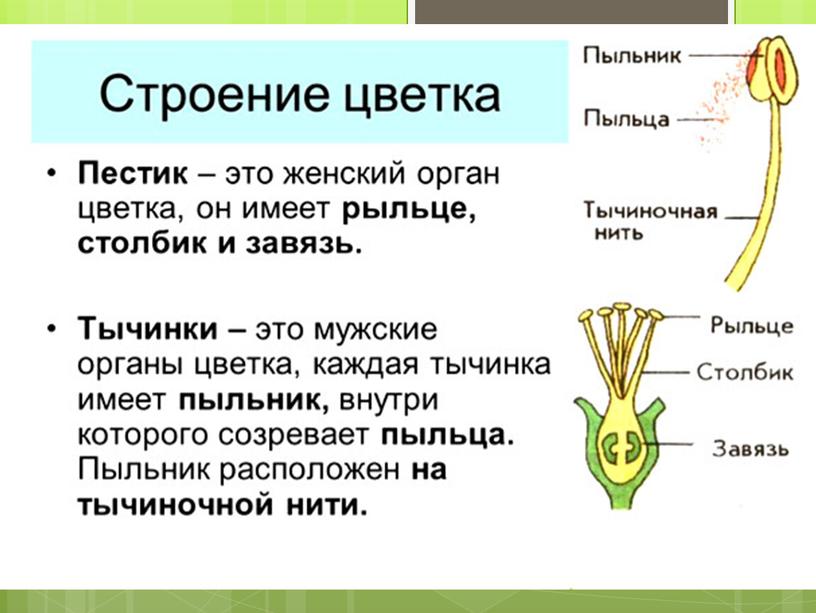 Репродуктивные части цветка обозначенные на рисунке