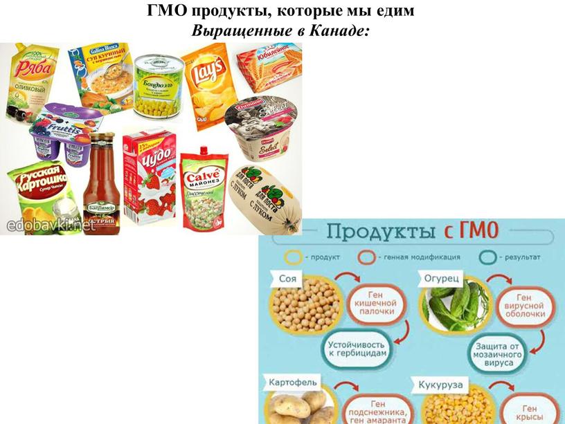 ГМО продукты, которые мы едим