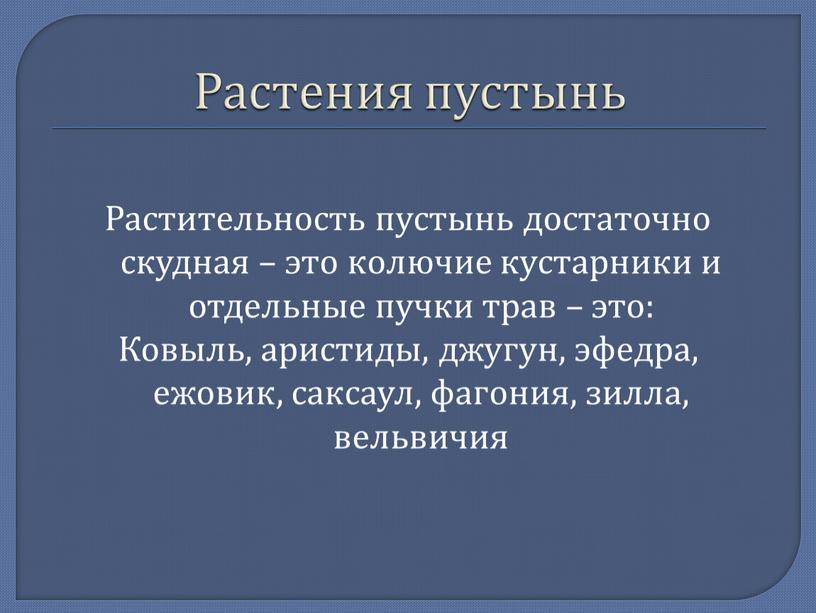 Растения пустынь Растительность пустынь достаточно скудная – это колючие кустарники и отдельные пучки трав – это: