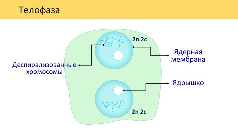 Телофаза Ядерная мембрана Ядрышко