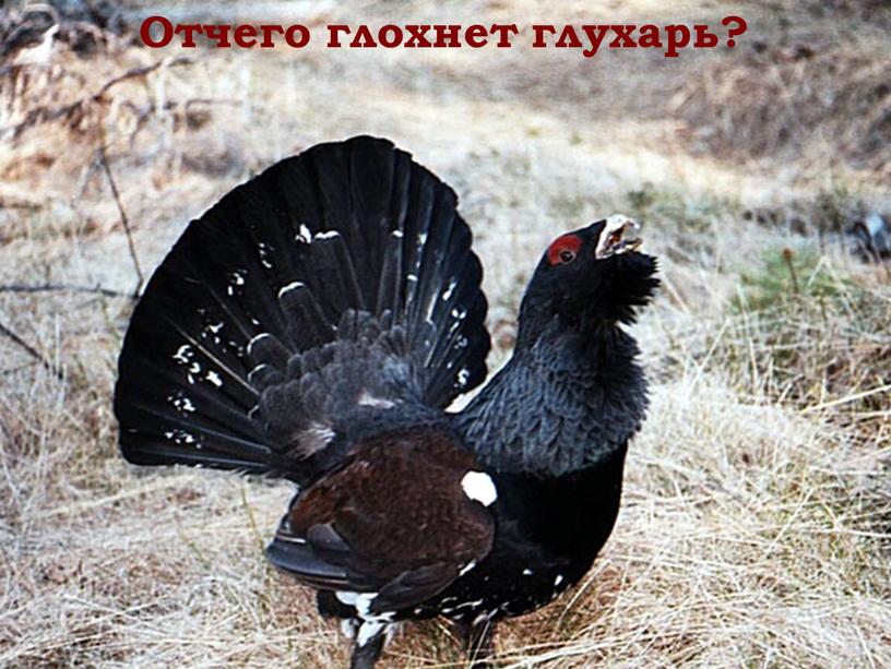 Отчего глохнет глухарь?