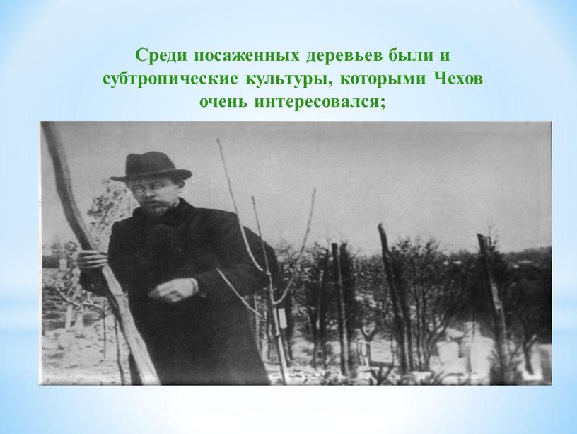 Чехов во время посадки сада Среди посаженных деревьев были и субтропические культуры, которыми