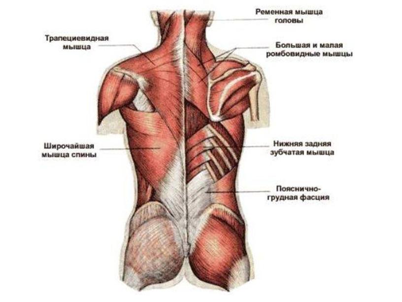 Скелет