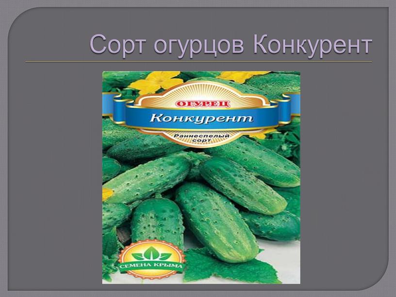 Сорт огурцов Конкурент