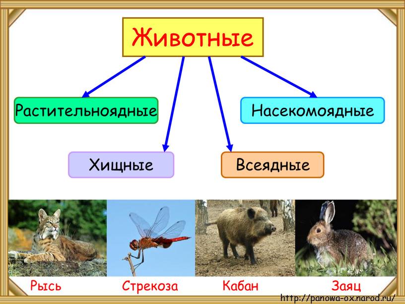 Животные Растительноядные Насекомоядные