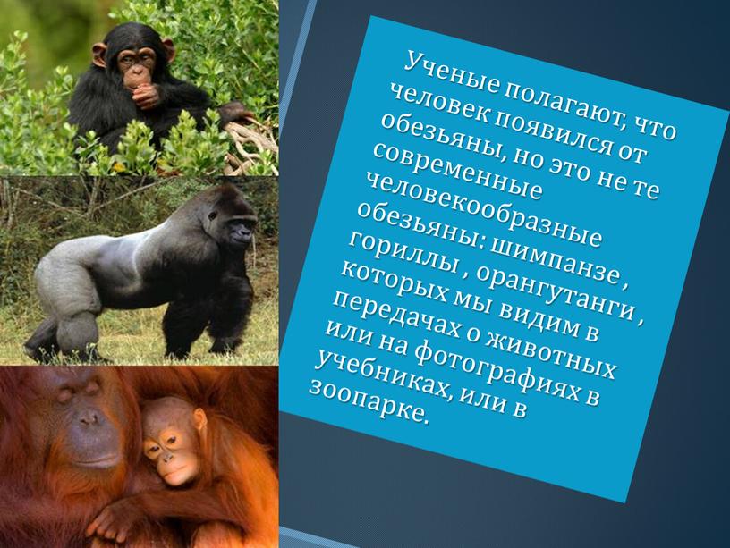 Ученые полагают, что человек появился от обезьяны, но это не те современные человекообразные обезьяны: шимпанзе , гориллы , орангутанги , которых мы видим в передачах…