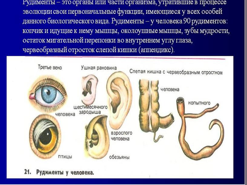 Презентация к уроку биологии "Происхождение человека"