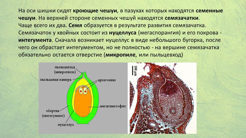 На оси шишки сидят кроющие чешуи , в пазухах которых находятся семенные чешуи