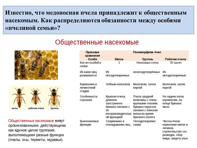 Известно, что медоносная пчела принадлежит к общественным насекомым