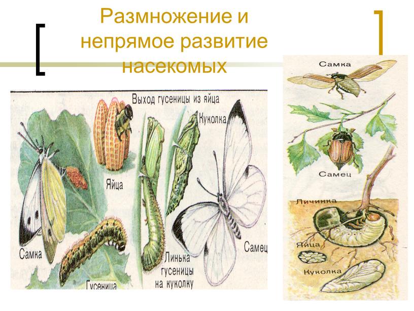 Размножение и непрямое развитие насекомых