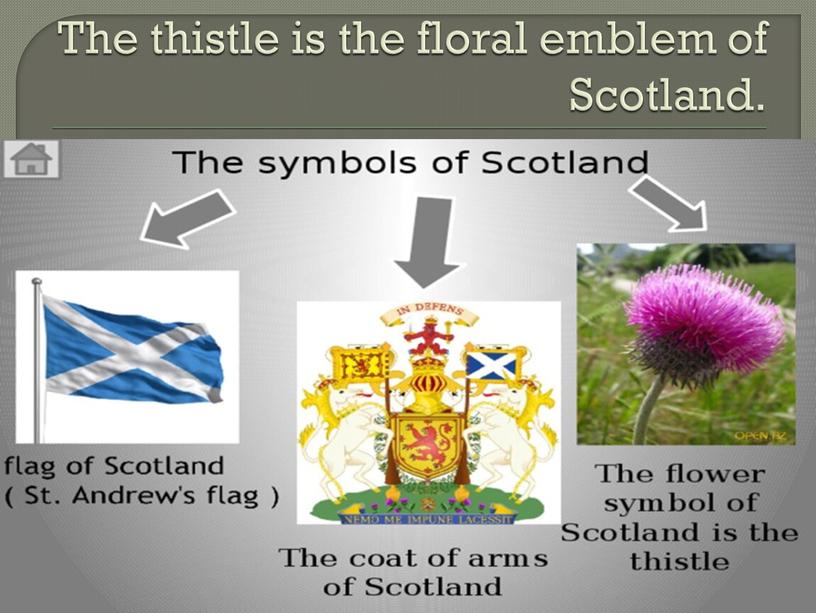 The thistle is the floral emblem of