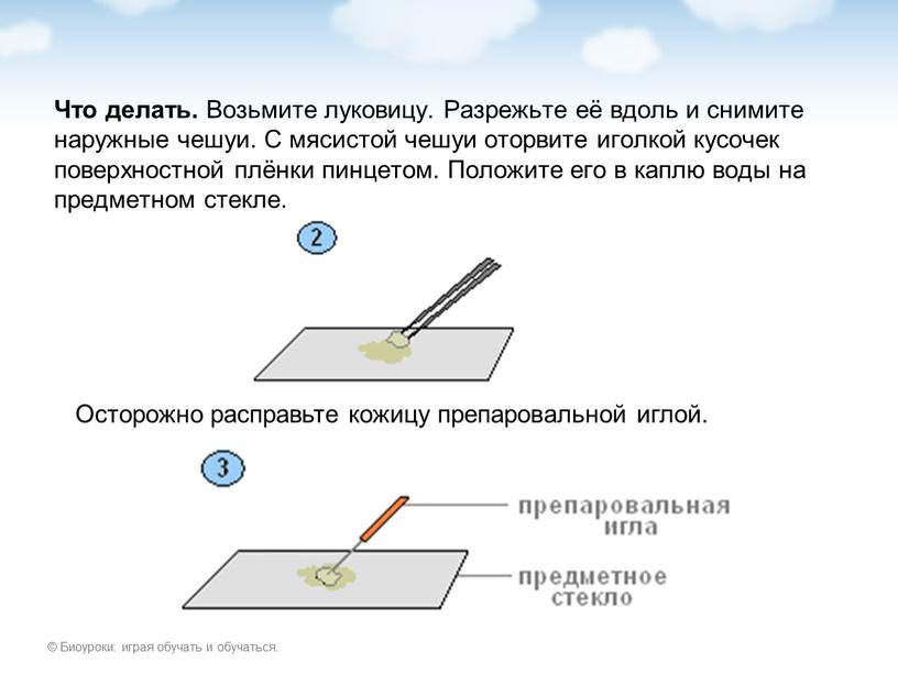 Что делать. Возьмите луковицу