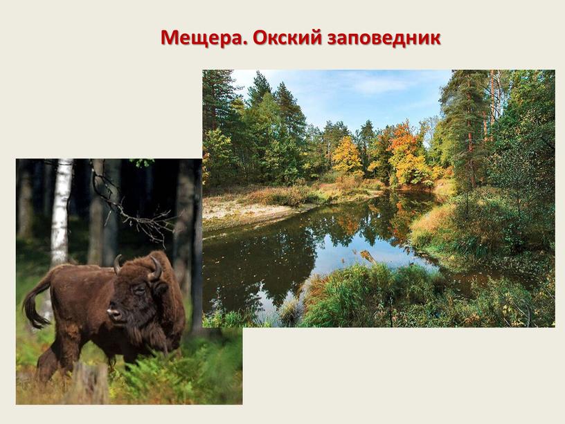 Мещера. Окский заповедник