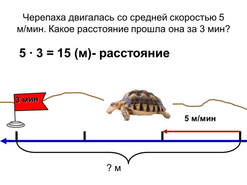 Черепаха двигалась со средней скоростью 5 м/мин