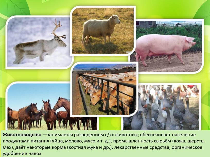Животноводство —занимается разведением с/хх животных; обеспечивает население продуктами питания (яйца, молоко, мясо и т