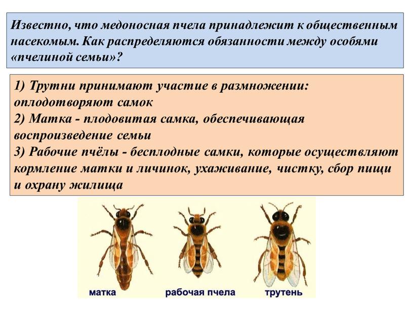 Известно, что медоносная пчела принадлежит к общественным насекомым