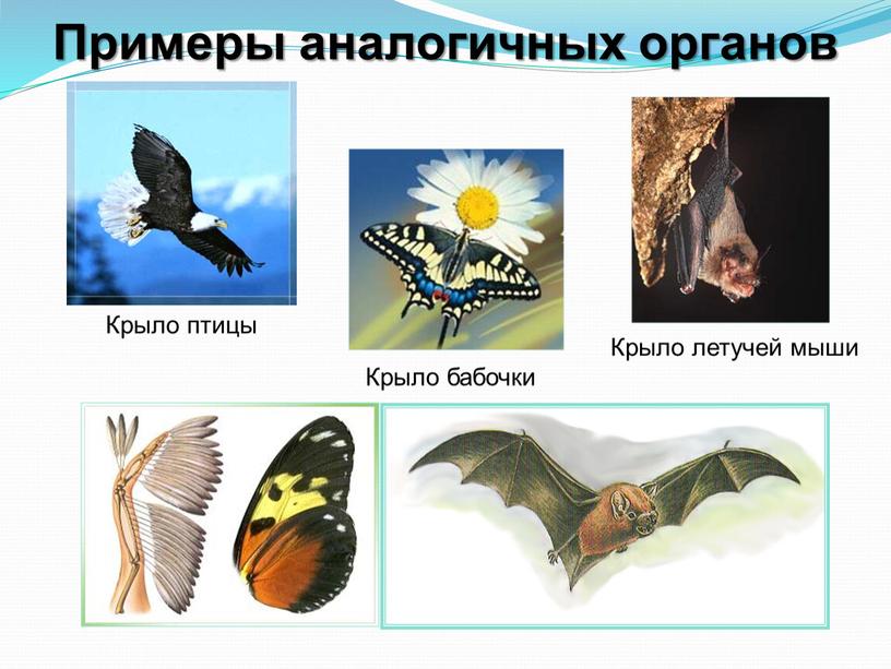 Примеры аналогичных органов Крыло летучей мыши