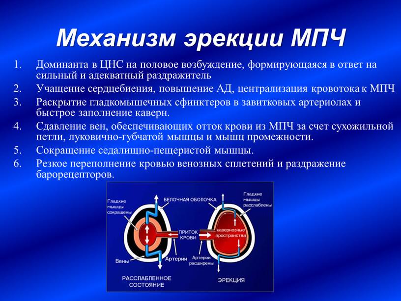 Механизм эрекции МПЧ Доминанта в