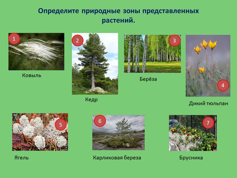 Определите природные зоны представленных растений