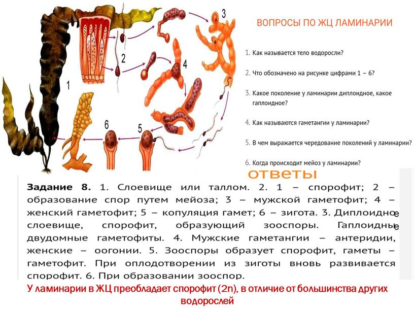 У ламинарии в ЖЦ преобладает спорофит (2n), в отличие от большинства других водорослей е е