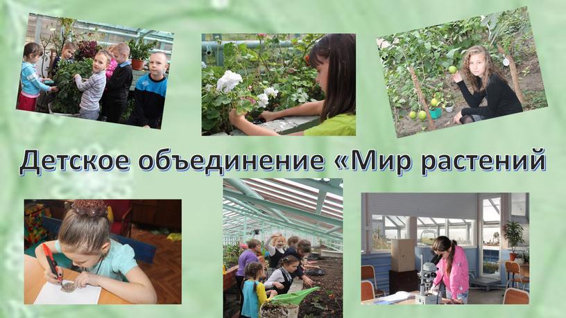Детское объединение «Мир растений