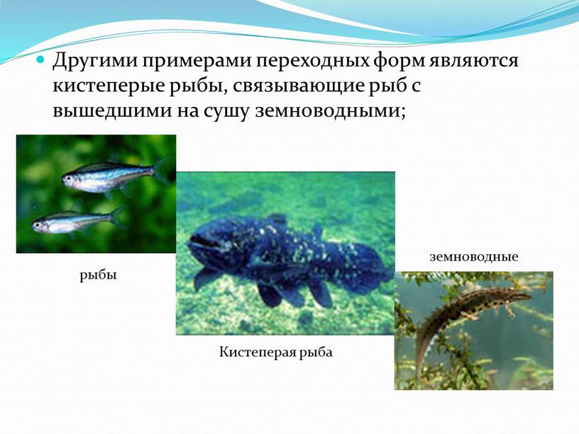Другими примерами переходных форм являются кистеперые рыбы, связывающие рыб с вышедшими на сушу земноводными;