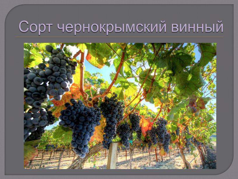 Сорт чернокрымский винный