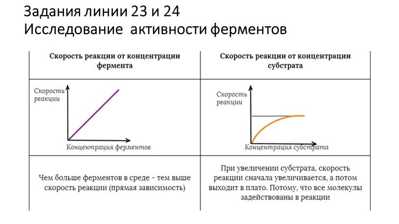 Задания линии 23 и 24 Исследование активности ферментов