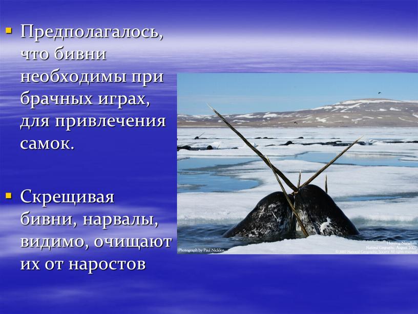 Предполагалось, что бивни необходимы при брачных играх, для привлечения самок