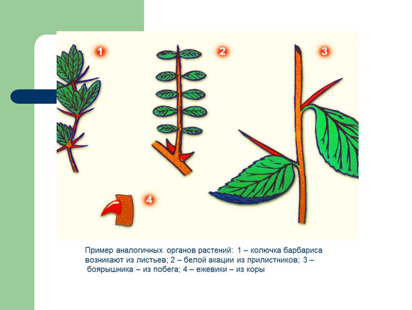 Пример аналогичных органов растений: 1 – колючка барбариса возникают из листьев; 2 – белой акации из прилистников; 3 – боярышника – из побега; 4 –…