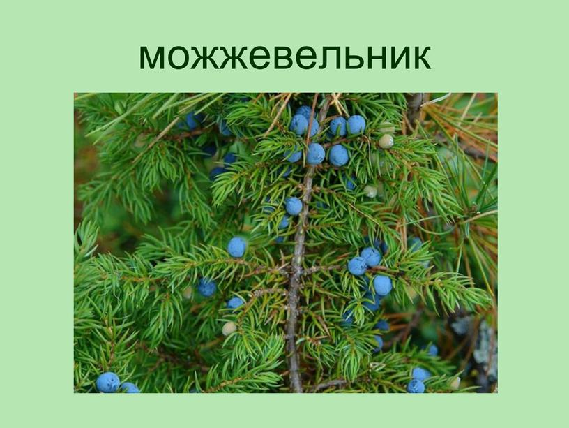 можжевельник