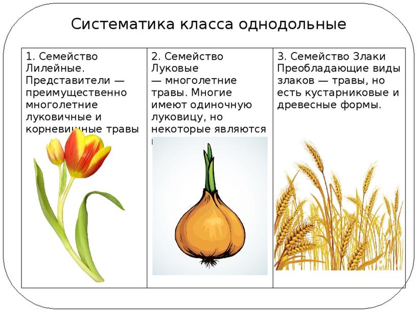 Сравнительная анатомия однолетних растении