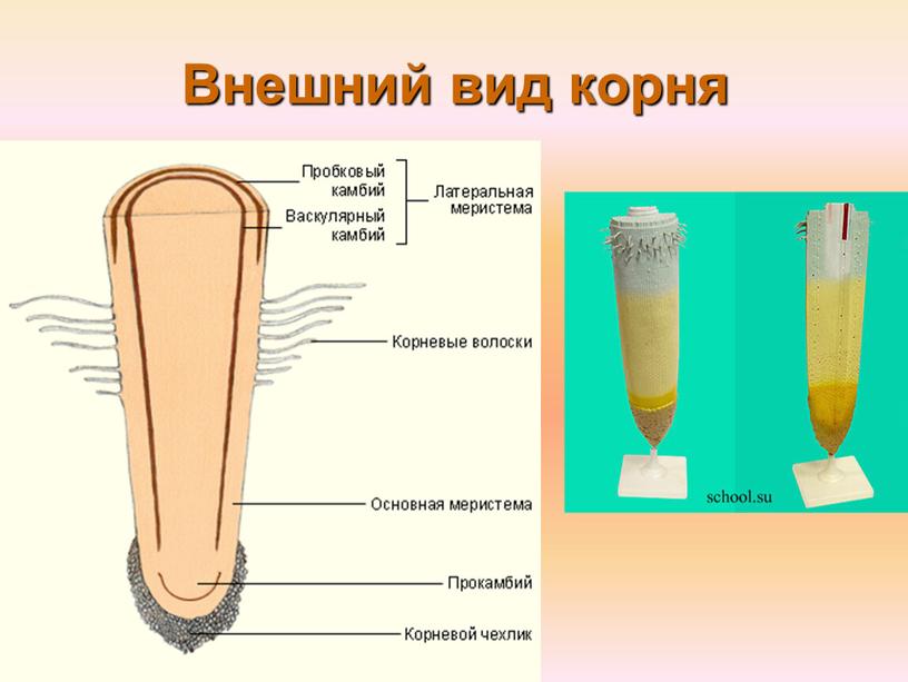 Внешний вид корня