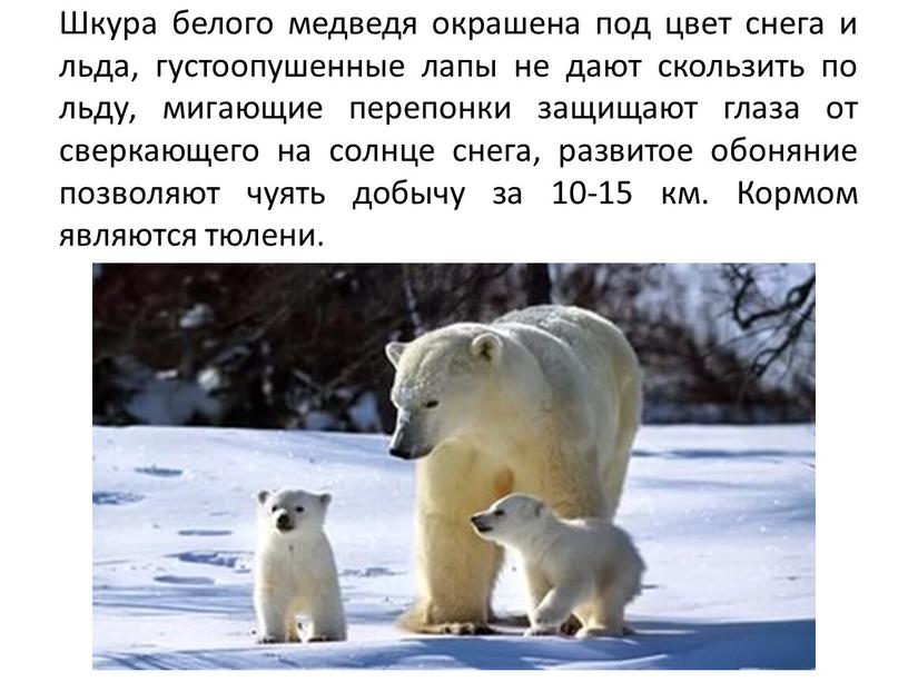 Шкура белого медведя окрашена под цвет снега и льда, густоопушенные лапы не дают скользить по льду, мигающие перепонки защищают глаза от сверкающего на солнце снега,…