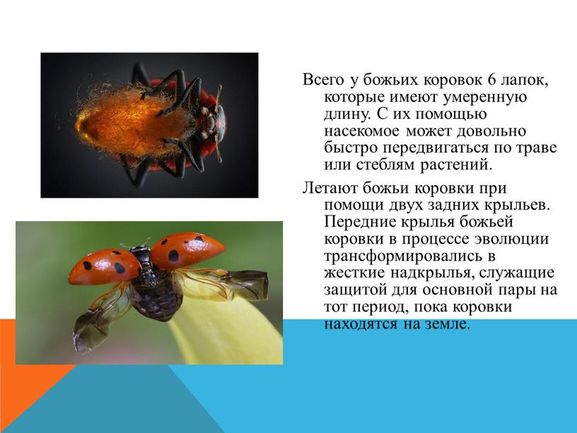 Всего у божьих коровок 6 лапок, которые имеют умеренную длину