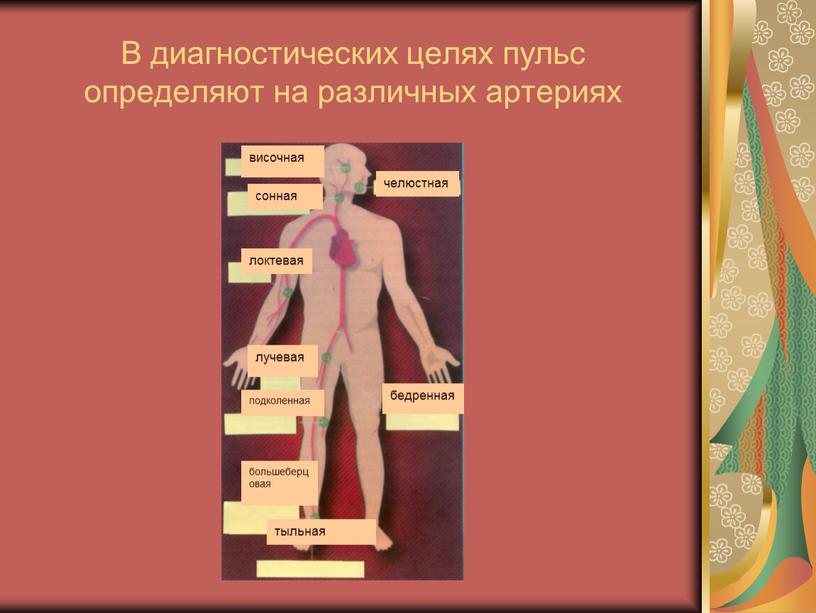 В диагностических целях пульс определяют на различных артериях височная сонная челюстная локтевая лучевая подколенная бедренная большеберцовая тыльная