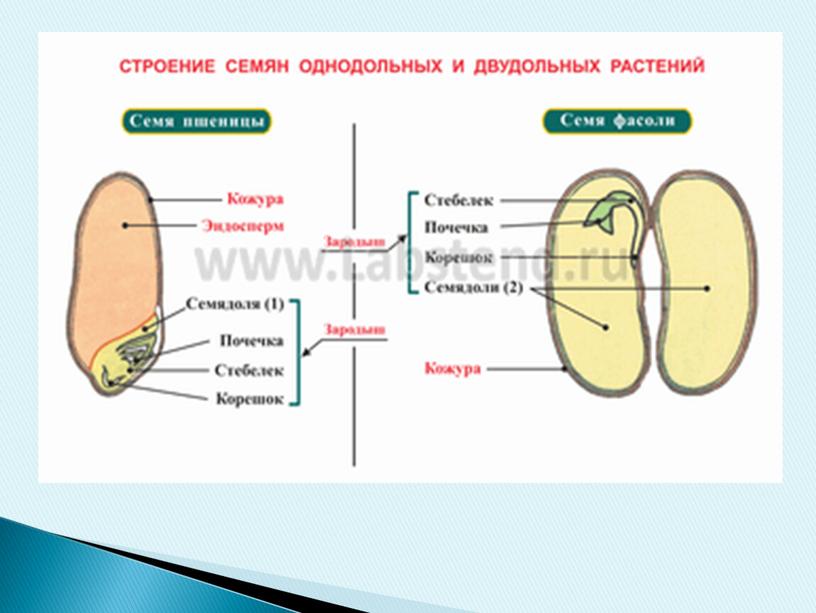 Презентация на тему "Плоды и семена" (6 класс, биология)