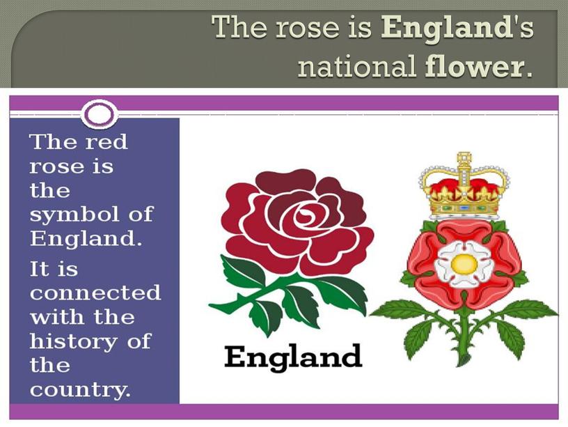 The rose is England 's national flower