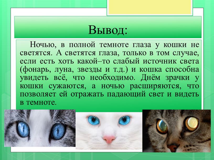 Вывод: Ночью, в полной темноте глаза у кошки не светятся