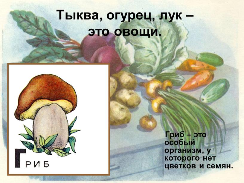 Тыква, огурец, лук – это овощи