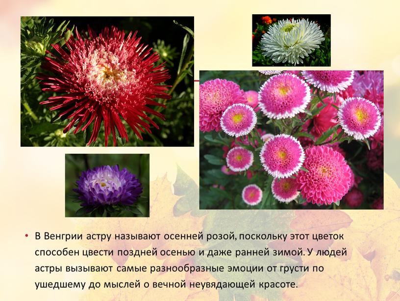 В Венгрии астру называют осенней розой, поскольку этот цветок способен цвести поздней осенью и даже ранней зимой