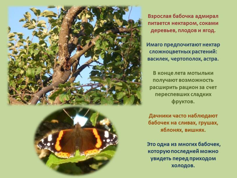 Взрослая бабочка адмирал питается нектаром, соками деревьев, плодов и ягод