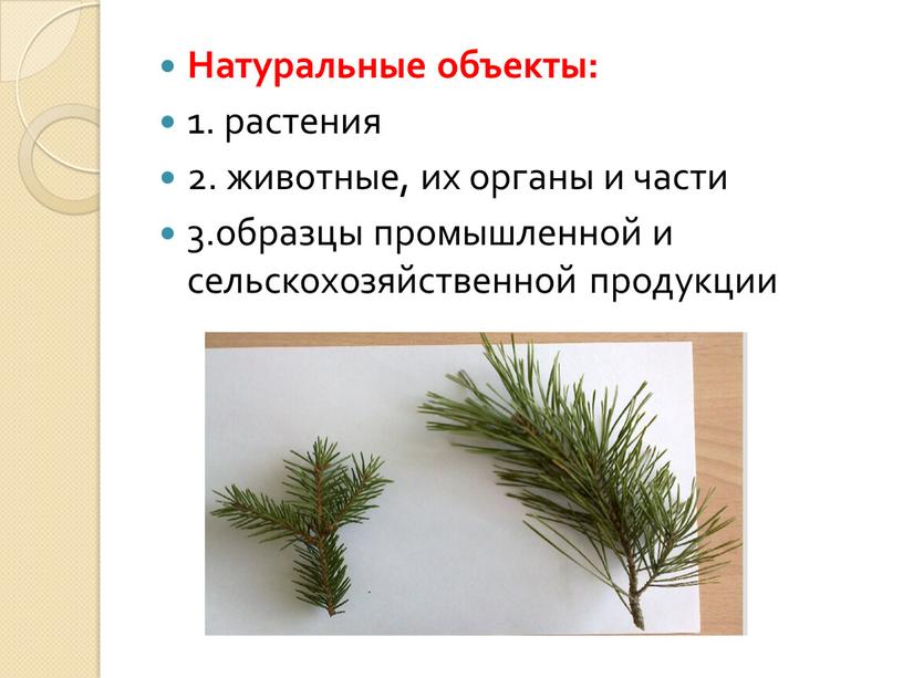 Натуральные объекты: 1. растения 2