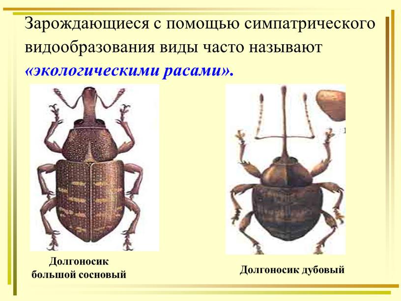 Зарождающиеся с помощью симпатрического видообразования виды часто называют «экологическими расами»