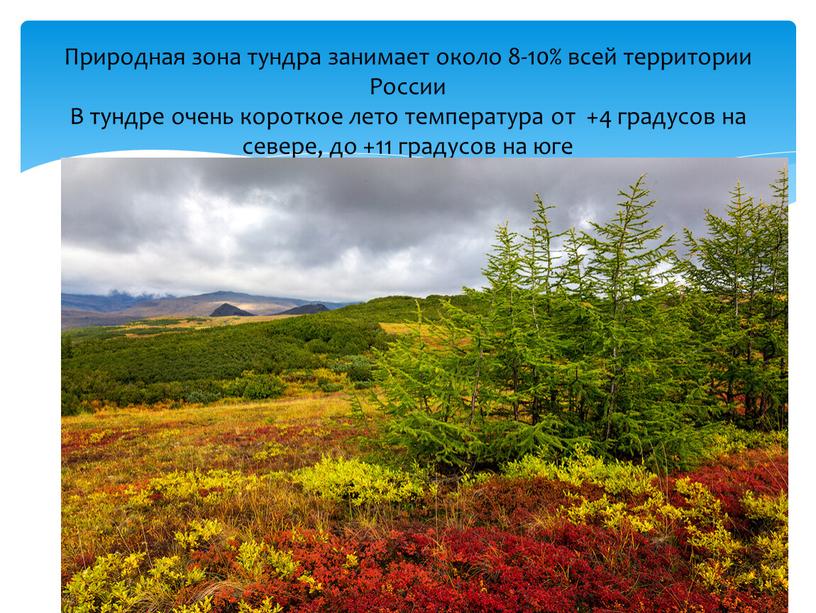 Природная зона тундра занимает около 8-10% всей территории