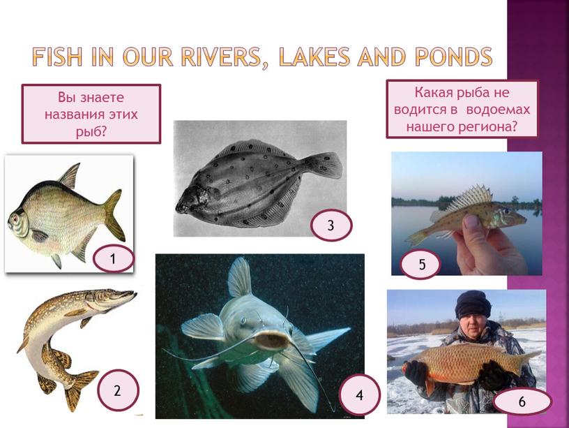 FISH IN OUR RIVERS, LAKES AND PONDS