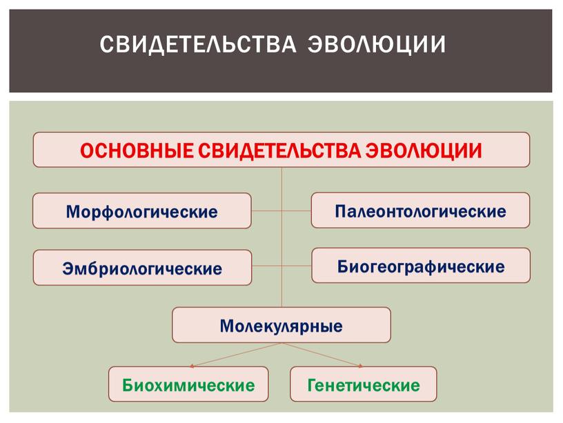 СВИДЕТЕЛЬСТВА ЭВОЛЮЦИИ ОСНОВНЫЕ